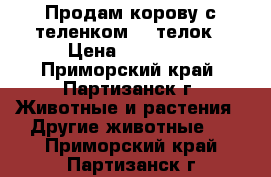 Продам корову с теленком  2 телок › Цена ­ 90 000 - Приморский край, Партизанск г. Животные и растения » Другие животные   . Приморский край,Партизанск г.